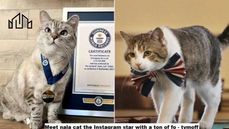 Meet Nala Cat: The Instagram Star with Tons of Followers – Tymoff
